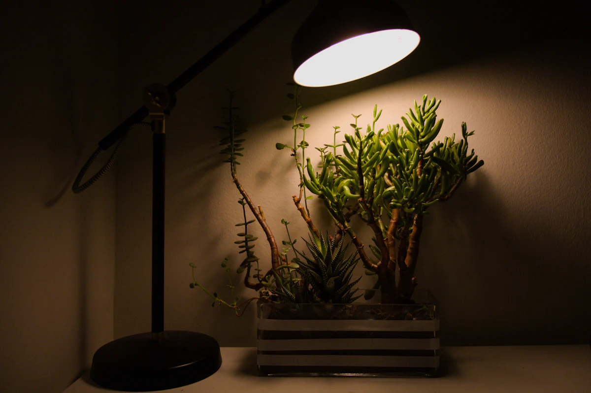 A desk lamp shining down on a potted plant in a dim room