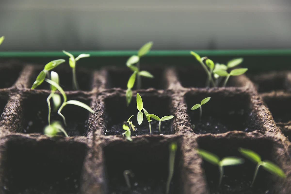Close-up of small seedlings in a seed-starting tray